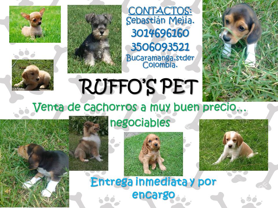Ruffo's Pet